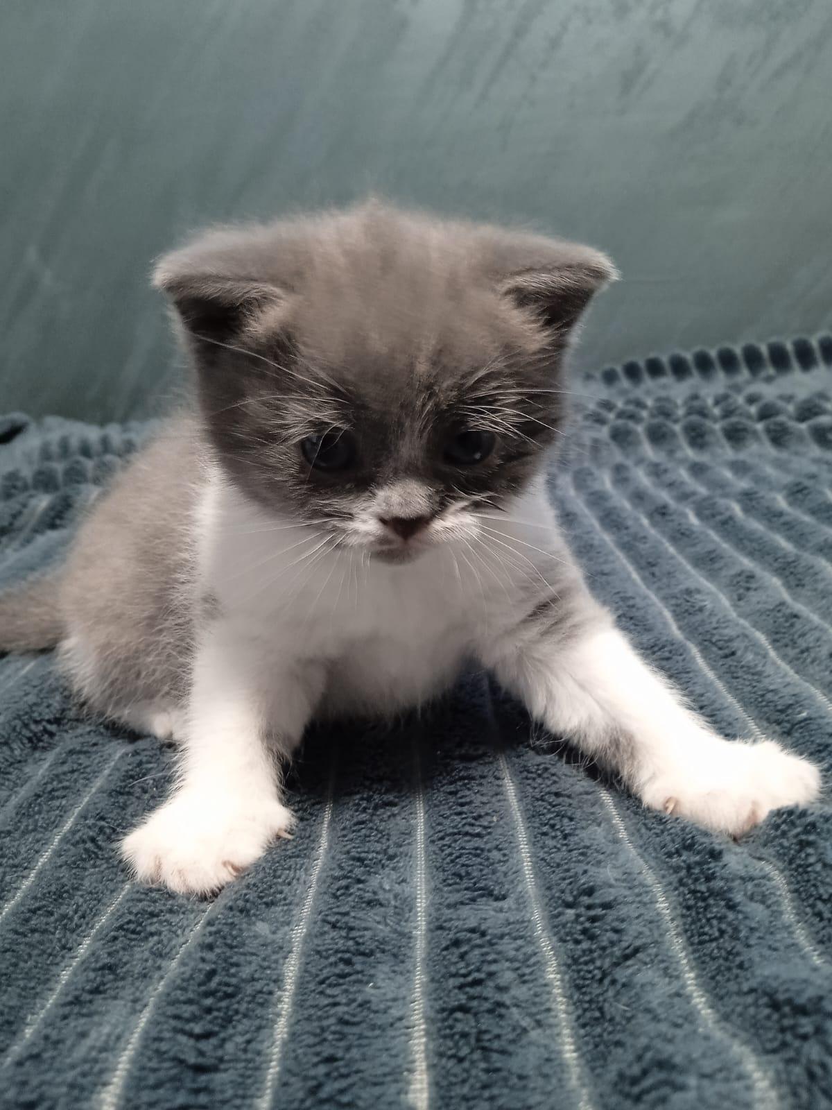 Фото В снегу и за рулем: в Новосибирске опубликовано свыше 50 фото милых питомцев к Дню кошек 27 - Сиб.ФМ Фото В снегу и за рулем: в Новосибирске опубликовано свыше 50 фото милых питомцев к Дню кошек 27